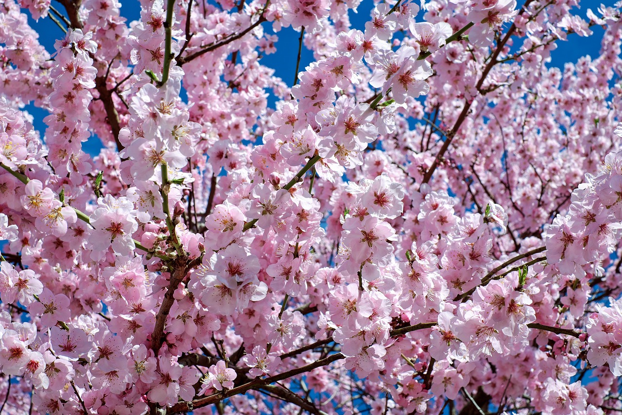 Must-Visit Destinations in Japan for Cherry Blossom Season